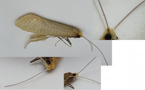 Nematopogon swammerdamella